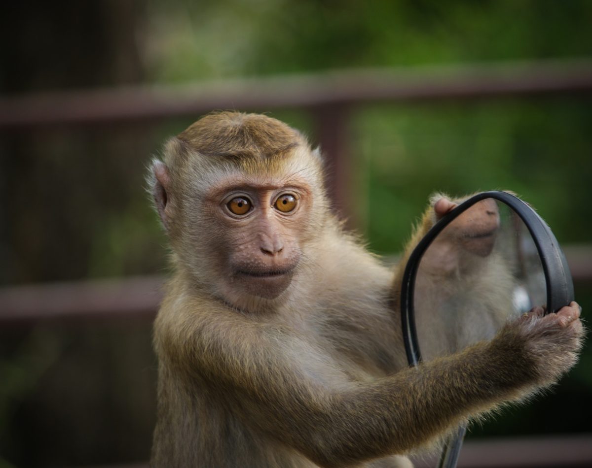 monkey-g9f23d2567_1920 monkey-g9f23d2567_1920